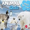 Animal Quiz Christmas Teaser Dog, cat, mouse - those animals are easy to identify, but with some species things become complicated. - image - Gameiino.com